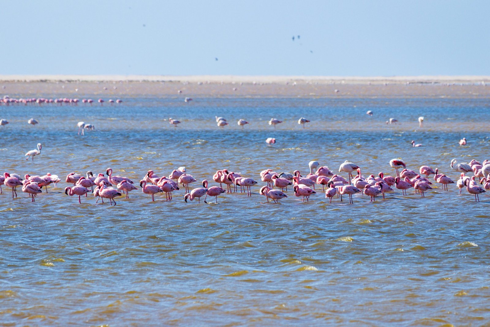 Torrevieja Pink Lake Flamingokkal 1 Scaled